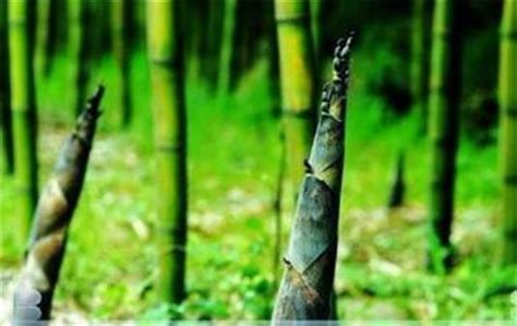 竹子生長週期